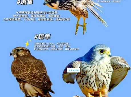 鹰隼什么意思 它的生活习性和捕食方式解析