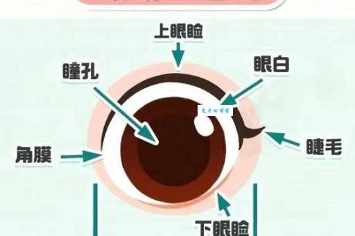 目光炯炯的意思是什么教你拥有明亮有神的眼睛