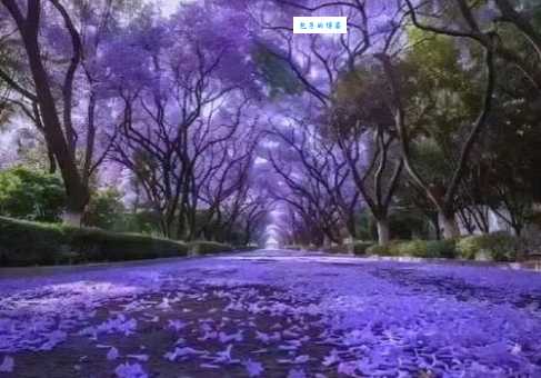 希望之花是什么意思 揭秘这朵花背后的感人故事