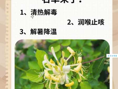 金银花露的作品都有哪些 全部作品详细解析