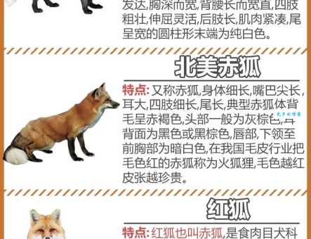 狐狸怎么叫的动物叫声科普小知识
