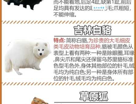 狐狸怎么叫的动物叫声科普小知识
