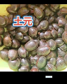 油土鳖是什么意思 这个梗到底怎么来的