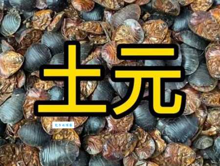 油土鳖是什么意思 这个梗到底怎么来的