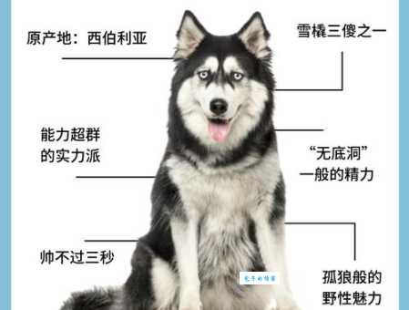 东都哈士奇是什么意思背后的故事揭秘