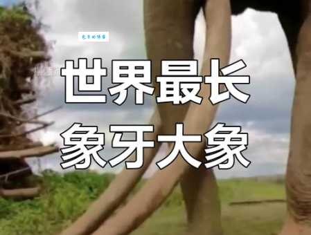 虎牙大象是什么梗 网友都在玩的这个梗你知道吗