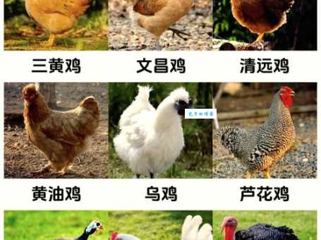 仔鸡是什么意思养鸡人常用的专业说法