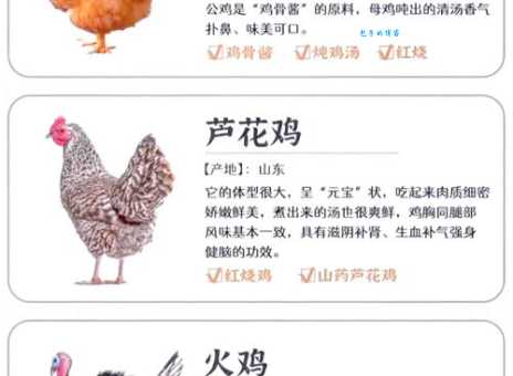 仔鸡是什么意思养鸡人常用的专业说法