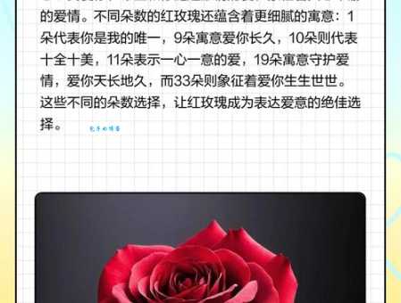 一朵玫瑰代表什么 送人前必看的玫瑰寓意指南