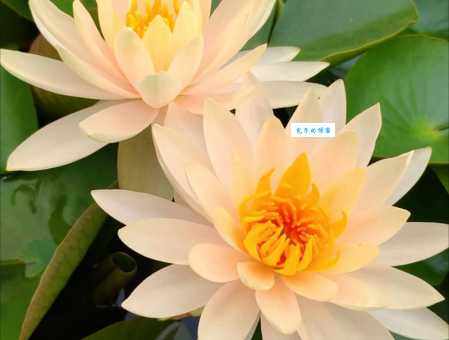 春游一日赏花前打一字谜语解析一看就懂