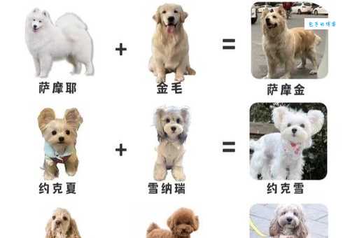 狗的DNA和人的DNA差多少原来这么有趣