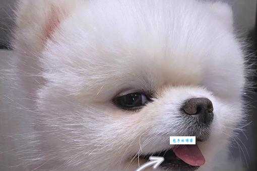狗的DNA和人的DNA差多少原来这么有趣