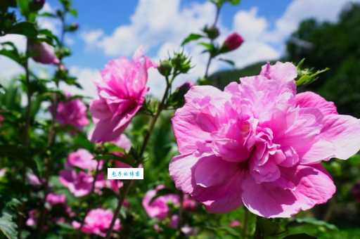 木槿花西月锦锈开花时间 什么时候开花最漂亮