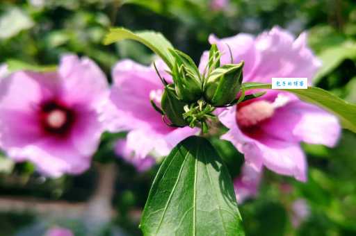 木槿花西月锦锈开花时间 什么时候开花最漂亮