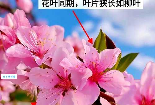 红雪莲高樱和普通樱花区别 看完你就知道选哪种