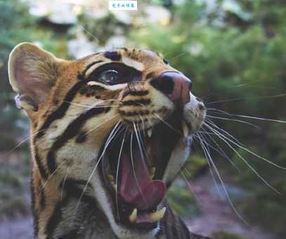 虎猫的捕食方式 猫科虎猫属如何猎食生存