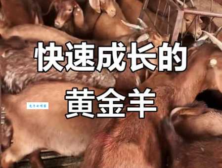 金羊是什么意思为什么说它是好运的象征