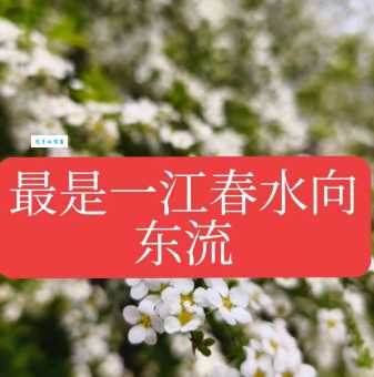 一江春水向东流打一中草药名这个谜语答案太有意思了
