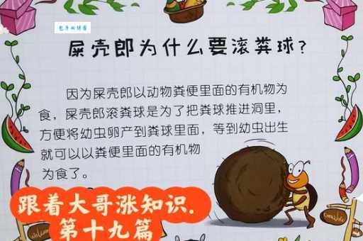 屎壳郎读音怎么念 一分钟学会正确发音技巧
