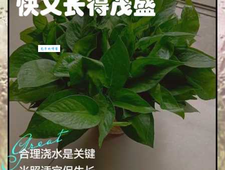 茂盛的意思通俗讲解 为什么说植物长得茂盛