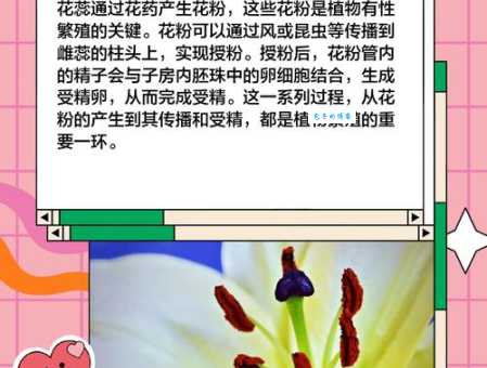 花蕊是什么意思 为什么说它是花的核心部分