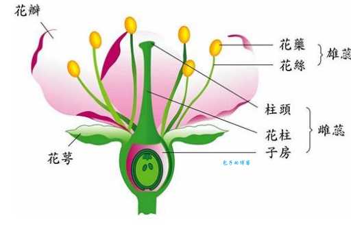 花蕊是什么意思 为什么说它是花的核心部分
