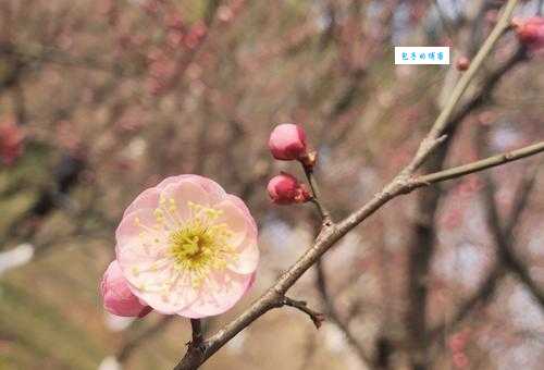 南京市花是什么 揭秘南京的市花及其象征意义