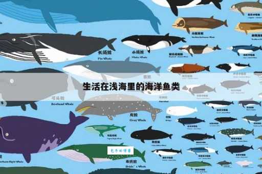 deepsea是什么意思 深海和浅海有什么区别