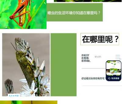 蝗虫出动时整整齐齐是为什么 原来是为了这个目的
