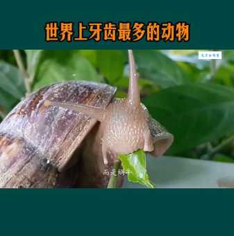 什么动物牙齿最多 第一名牙齿数量让你大吃一惊