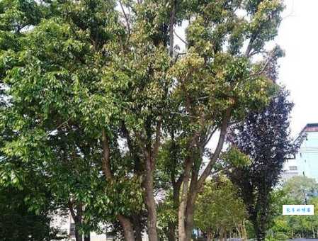 香樟树剧情分集介绍全集内容深度解析