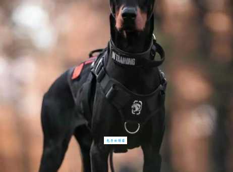 杜兵狗是什么品种带你了解这种独特犬种
