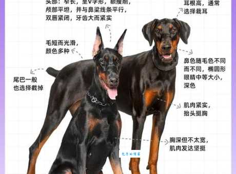 杜兵狗是什么品种带你了解这种独特犬种