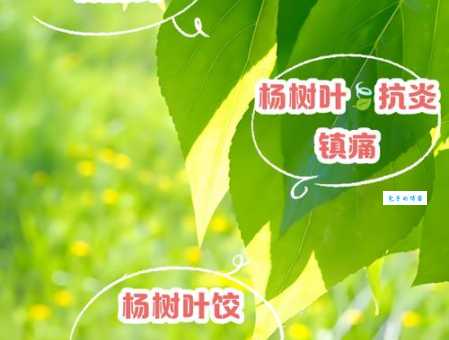 杨叶中的副作用和禁忌使用前一定要看