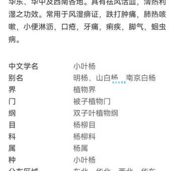 杨叶中的副作用和禁忌使用前一定要看