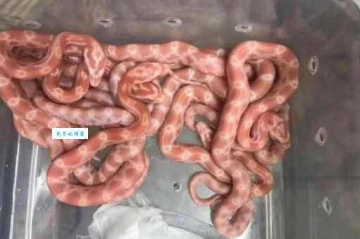 黄锦蛇和玉米蛇的区别 两种常见宠物蛇对比分析
