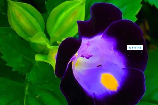 夏天的花有哪些 这些花卉夏天开得最灿烂