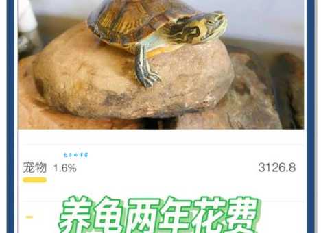 养龟穷三代什么意思养龟的经济代价你知道吗
