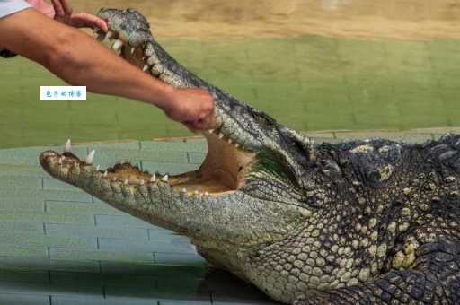 鳄鱼的眼泪是什么意思?揭秘这种表达的实际应用场景! 鳄鱼的眼泪是什么意思?揭秘这种表达的实际应用场景!