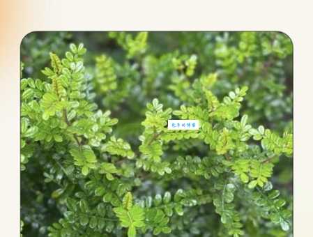 清插是啥意思啊有啥好处？专家揭秘实际应用秘诀！