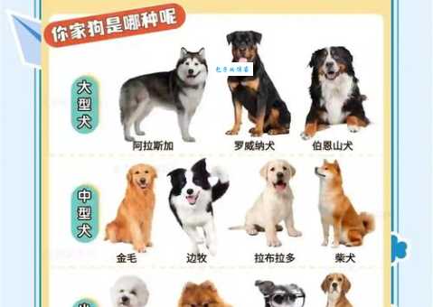 汪星人和狗有什么区别?看懂铲屎官们的可爱暗号