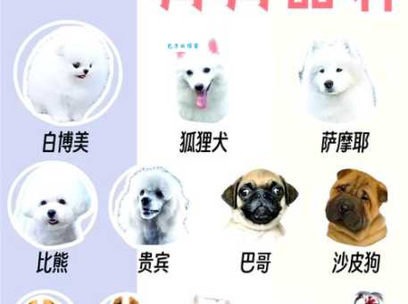 汪星人和狗有什么区别?看懂铲屎官们的可爱暗号 汪星人和狗有什么区别?看懂铲屎官们的可爱暗号