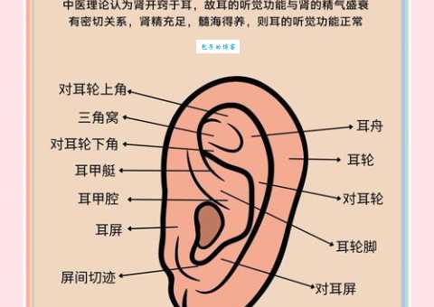 一个林一个耳朵旁新手入门？从零开始学基础知识