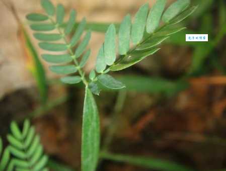 叶柄的拼音有啥用?(学植物知识更轻松)