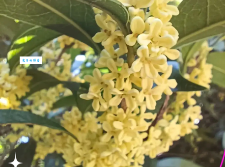 金桂的拼音怎么读？一文带你搞清楚！