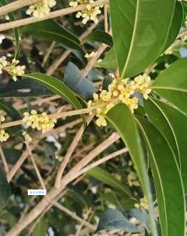 金桂的拼音怎么读？一文带你搞清楚！