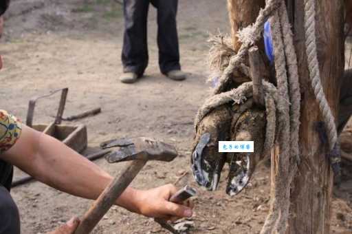 马背上钉掌下一句怎么说？民俗文化里找答案