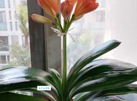 花中君子艳而香，挑选时有啥技巧？