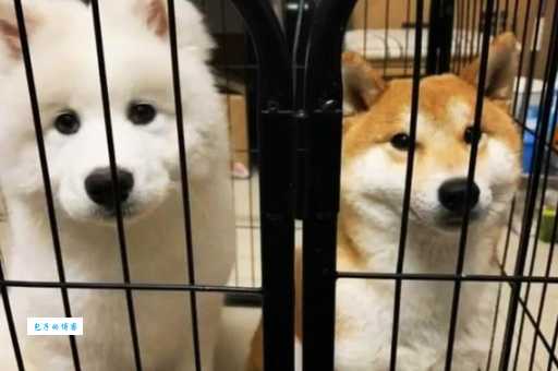 两狗谈天 (打一字)