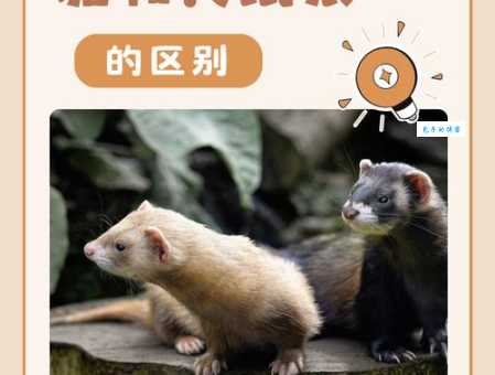 黄鼠狼与狐狸结亲打一成语是啥？专家来解读